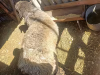 Ziegenbock, Ziegen — Foto 3