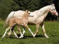 Hing, American shetland pony — 2. fotó