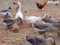 Geese — 1. fotó