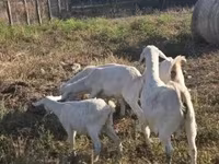 母山羊, Goats — 照片 7