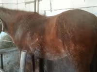 Jument, Kazakh horse — photo 3