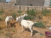 Koza, Saanen goat — zdjęcie 4