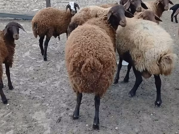 Kos, Karakul sheep