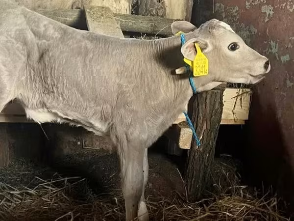 Cow, Charolais cattle — Hungary