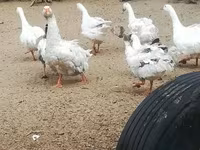 Geese — foto 4