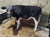 सांड, Russian Black pied cattle — फ़ोटो 2