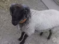 Kos, Suffolk sheep — 1. fotó