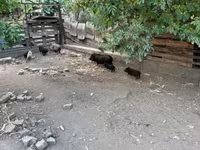 Säue, Вьетнамская вислобрюхая — Foto 2