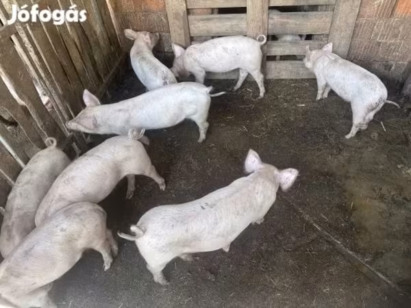 Pigs (batch, sex not specified),  — Hungary