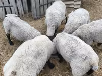 मेढ़ा, White Suffolk sheep — फ़ोटो 2