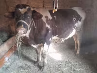 सांड, Russian Black pied cattle — फ़ोटो 1