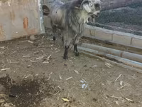 تيس, Damask goat — الصورة 1