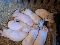 Schweine (Partie, Geschlecht nicht angegeben), Schweine — Foto 2
