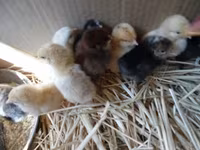 Chickens — 1-сурет