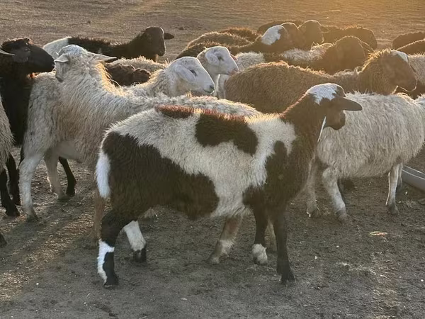 Kos, Juhok