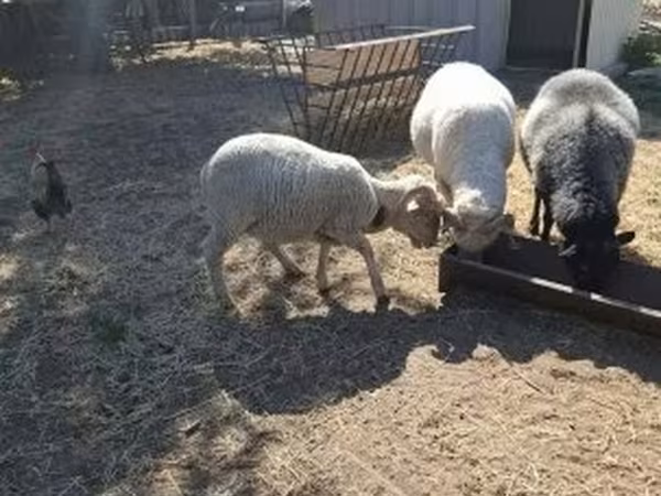 Kos, Merino sheep — Magyarország