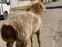 Baran, Arashan sheep — zdjęcie 4