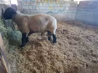 Sheep, White Suffolk sheep — photo 5