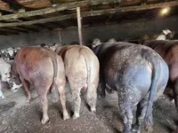 Bika, Simmental cattle — 4. fotó