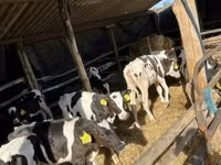 ثور, Russian Black pied cattle — الصورة 2