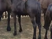 Yegua, Friesian — foto 2