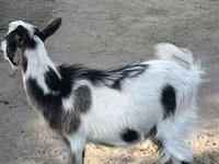 公山羊, Goats — 照片 2