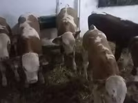 أبقار (دفعة، الجنس غير محدد), Simmental cattle — الصورة 3