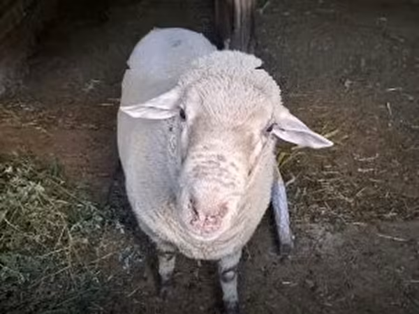 公羊, Merino sheep