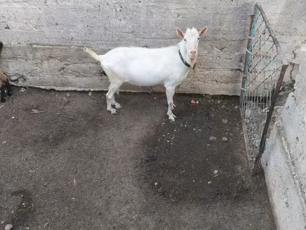 बकरा, Saanen goat