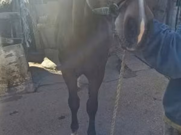 Jument, Chevaux