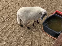كبش, Tsigai sheep — الصورة 5