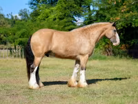 घोड़ा, Gypsy horse — फ़ोटो 8