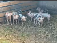 Sow, Pigs — photo 4
