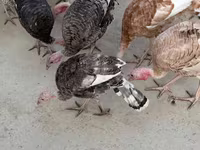 Turkeys — फ़ोटो 2