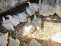 Chickens — 2-сурет