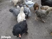 Chickens — 照片 1