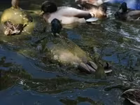 Ducks — 6. fotó