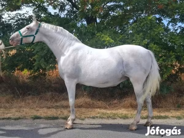Kanca, Lipizzaner