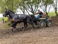 Айғыр, Hungarian horse breed — 5-сурет