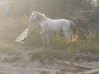Hing, Azerbaijan horse — 2. fotó