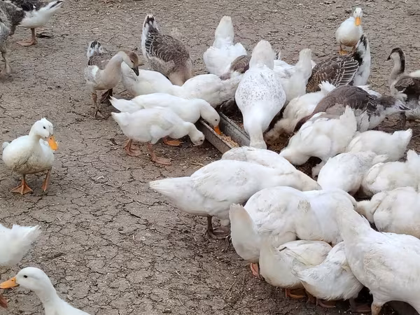 Deutscher Pekin