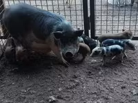 Sow, Pigs — photo 3