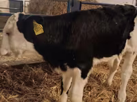 Bika, Simmental cattle — 1. fotó