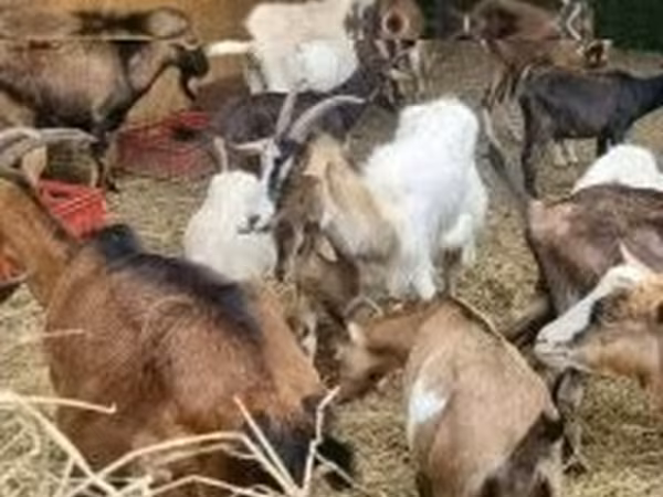 母山羊, Alpine goat