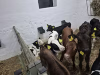 Býk, Russian Black pied cattle — foto 5