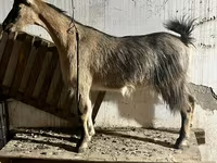 Koza, Alpine goat — foto 3