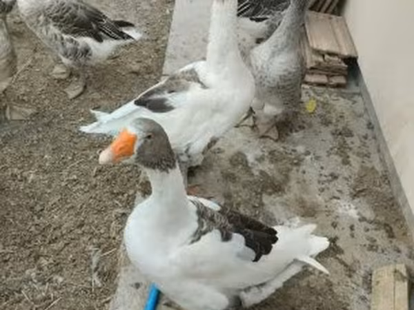 Grå og Gråbrogede Danske Gås — Hungary