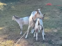 公山羊, Goats — 照片 1