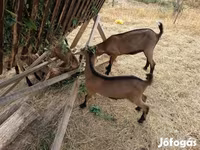 公山羊, Alpine goat — 照片 6