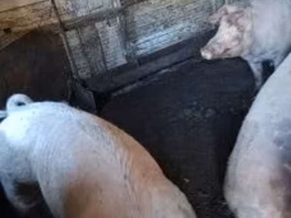 Säue, Schweine — Ungarn